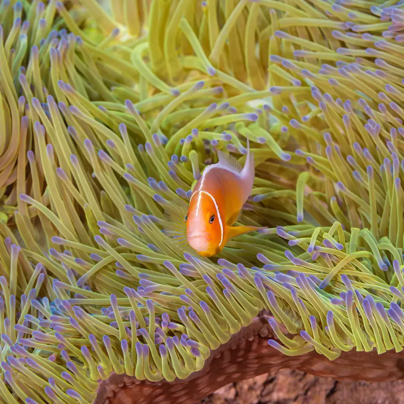 3rd  Place 2025 Guam Coral Reef Initiative Photo Contest
