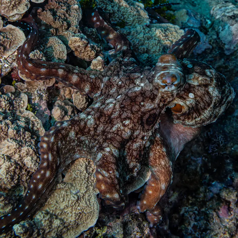 Honorable Mention  2025 Guam Coral Reef Initiative Photo Contest