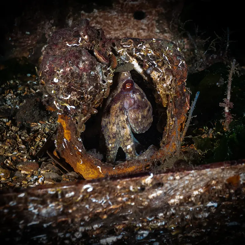 2nd Place: Wide Angle Category M.A.S.T Aquarium Photo Competition