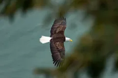202604-Bald-Eagle