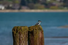 202604-Belted-Kingfisher-1