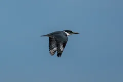 202604-Belted-Kingfisher-2