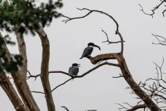 202604-Belted-Kingfisher-3