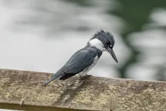 202604-Belted-Kingfisher-4