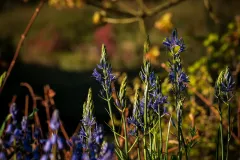 202604-Flowers