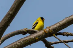 202604-Goldfinch