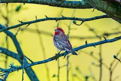 202604-House-Finch