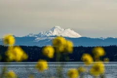 202604-Mt-Baker