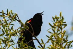 202604-Red-Wing-Blackbird