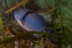 Edmonds-Dive-Park-Scuba-202604-3
