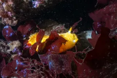Edmonds-Dive-Park-Scuba-202604-4