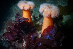 Edmonds-Dive-Park-Scuba-202604-5