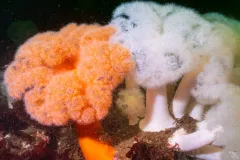 Edmonds-Dive-Park-Scuba-202604-6