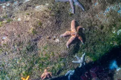 Edmonds-Dive-Park-Scuba-202604-7