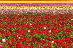 RoozenGaardeTulips-3