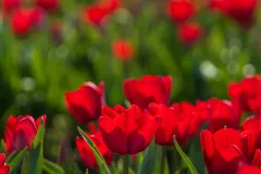 RoozenGaardeTulips-4