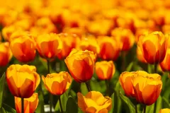 RoozenGaardeTulips-5