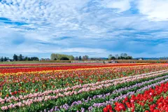 TulipTown-2