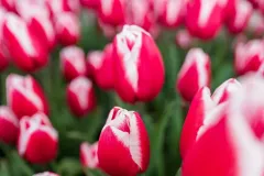 TulipTown-3