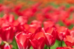 TulipTown-4