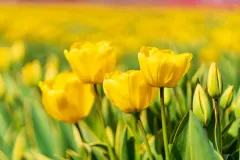 TulipTown-5