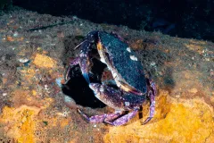 Crab-Redondo-Beach-Oct-26
