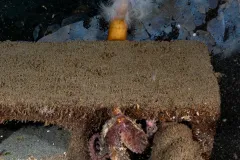 Red-Octopus-Redondo-Beach-Oct-26-1