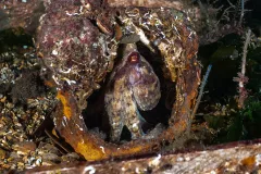 Red-Octopus-Redondo-Beach-Oct-26