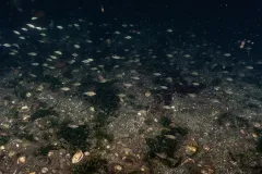 Redondo-Beach-Fish