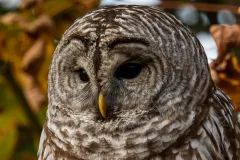 20251030-Owl-53-Enhanced-NR