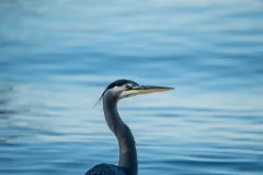 Great-Blue-Heron2