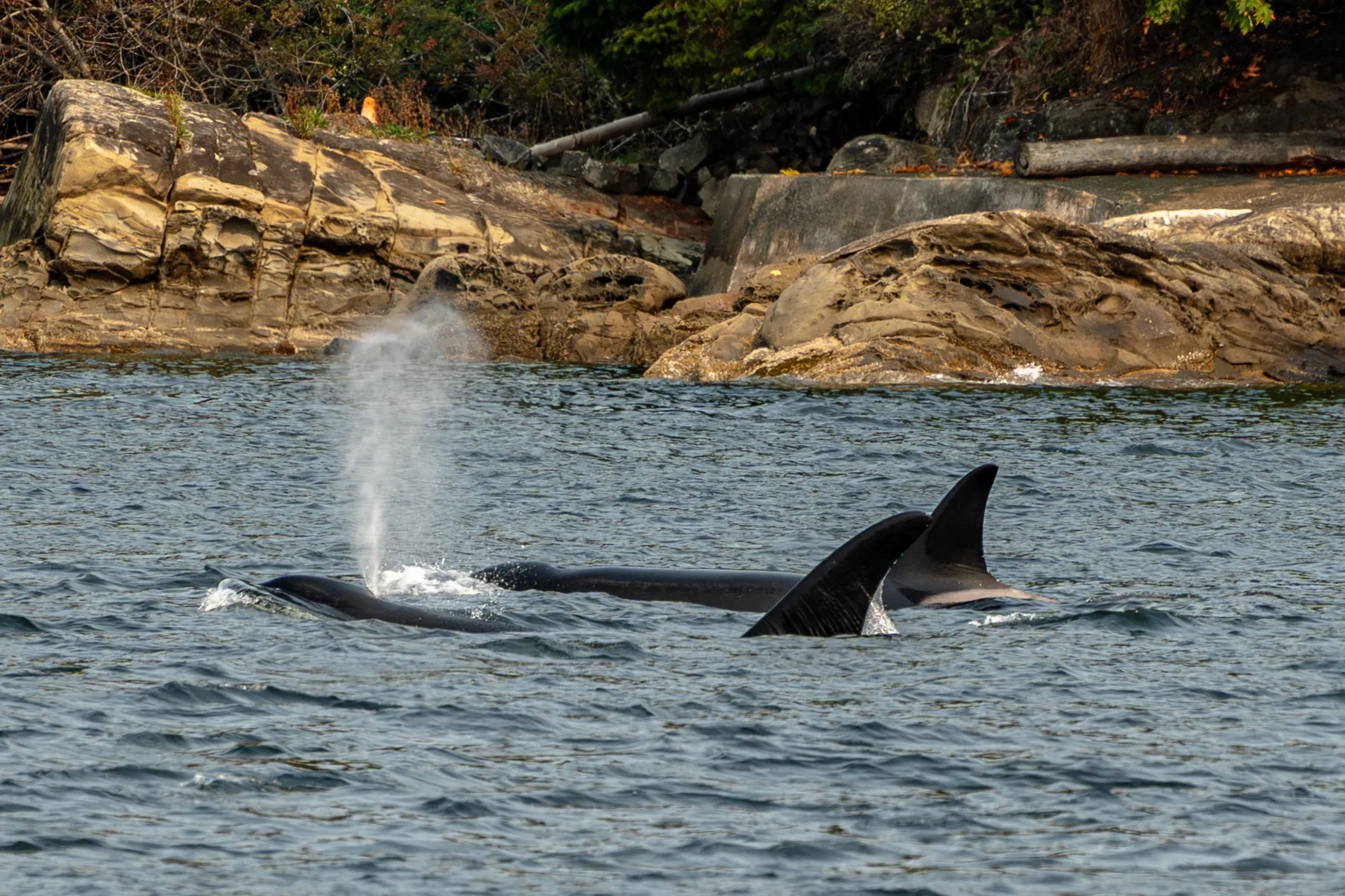 Killer Whales or Orcas surface to breathe in the San Juan Islands