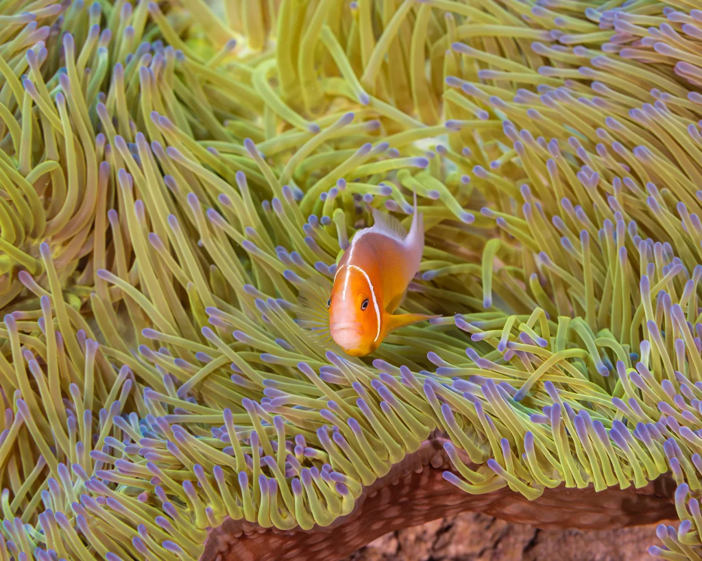 Anenomefish