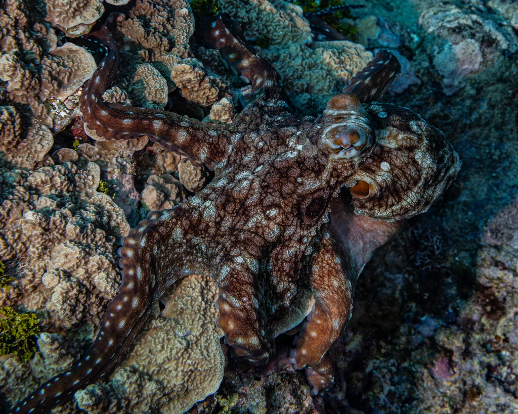 Day Octopus HM